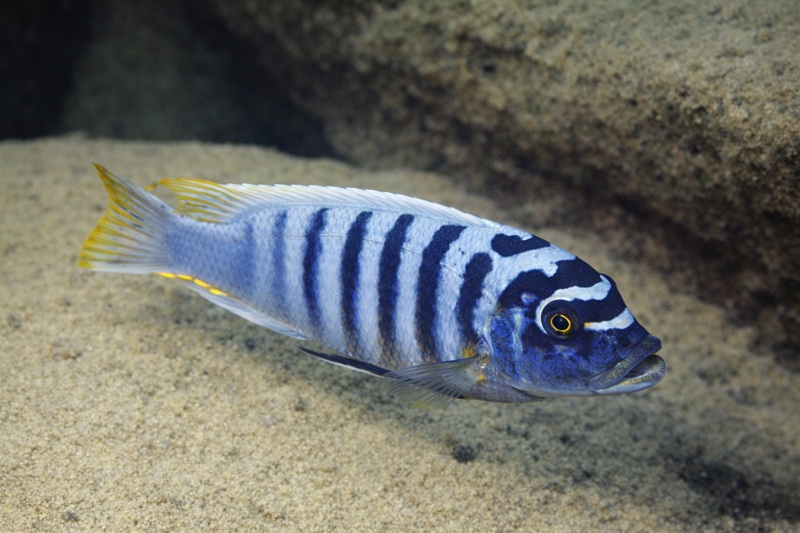 Maylandia fainzilberi 'Lutara Reef'